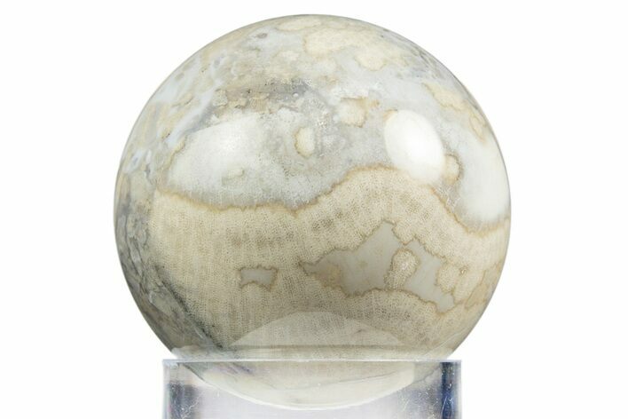 Polished Agatized Fossil Coral Sphere - Indonesia #311537